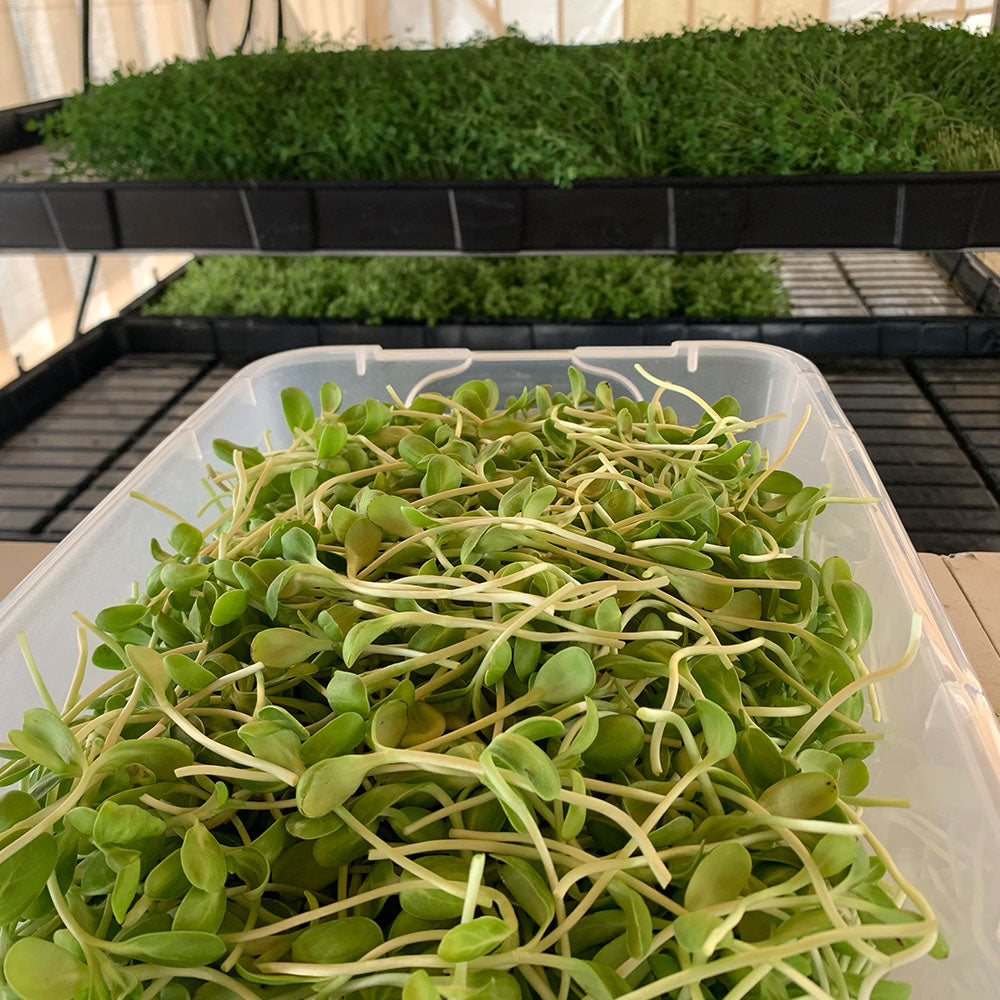 Organic FreezeDried Microgreen Powder
