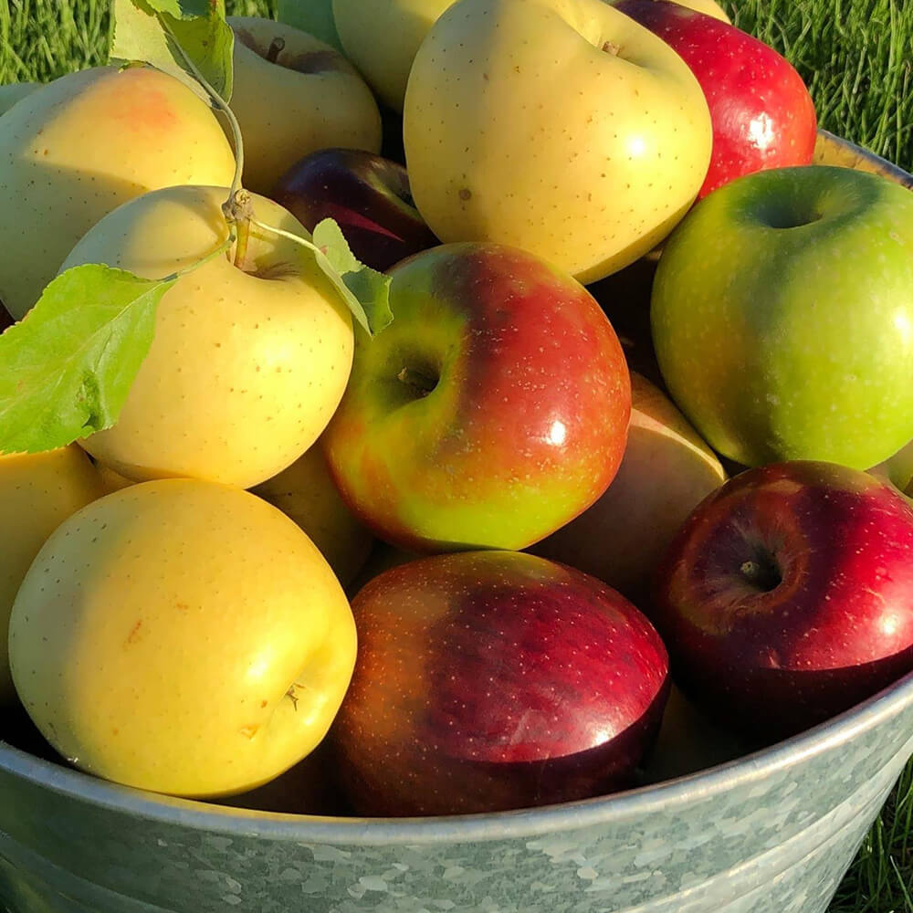 organic apples