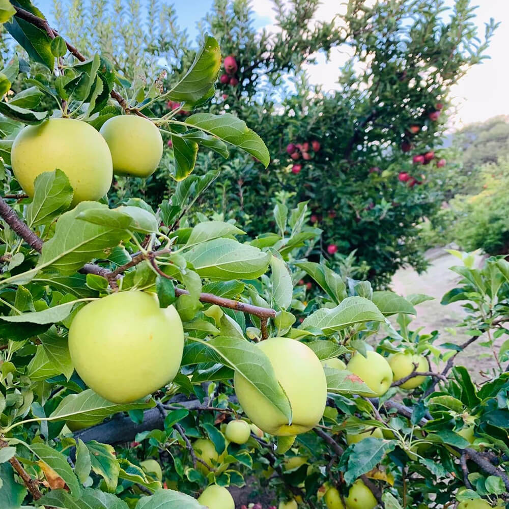 golden delicious